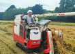 画像2: 令和6年度産　こしひかり　5kg (2)